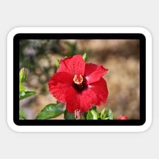 Red Hibiscus After the Rain Sticker